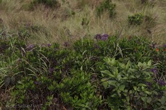 Hedyotis articularis subsp. santapaui